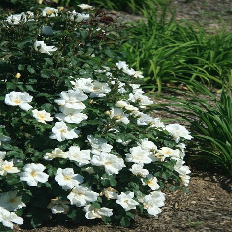 Rosa X White Knock Out Rose | SiteOne