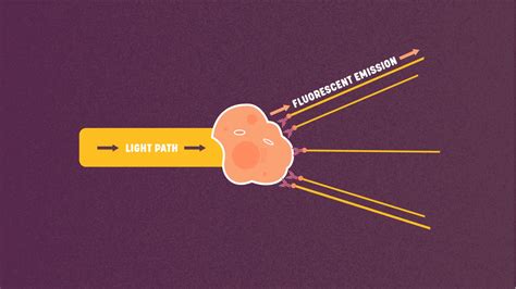Image result for Understanding Flow Cytometry