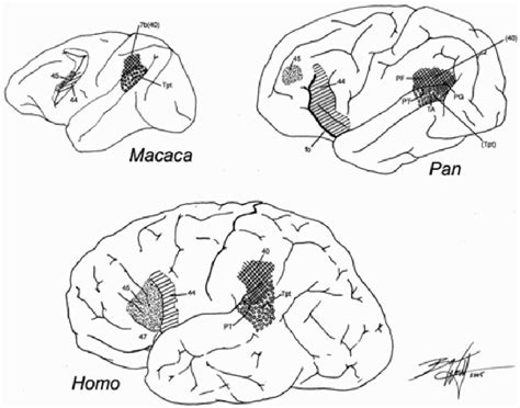 Image result for Broca's area Function