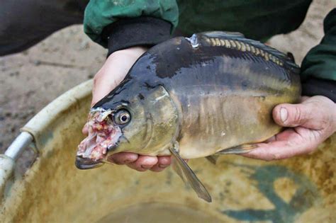 Geschützt: Ist der Fischotter das Aus für die Teichwirtschaft ...