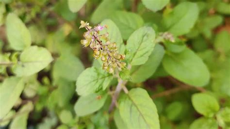 Side effects of tulsi: How holy basil can affect thyroid, hormones, and ...