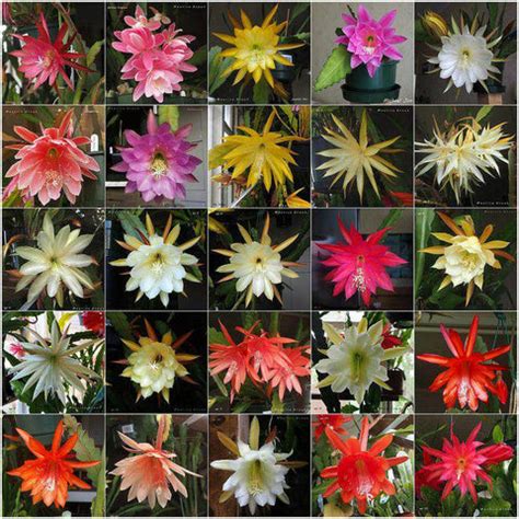 Elevate Your Garden With Brahma Kamal Plant