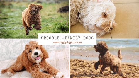 Image result for Spoodle Cockapoo