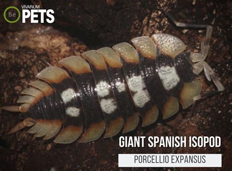Porcellio Expansus "Giant Spanish Isopod" Full Care Guide!