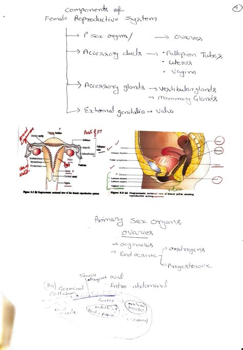Image result for Reproduction in Human Beings Class 12