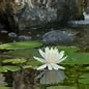 Image result for Water Garden