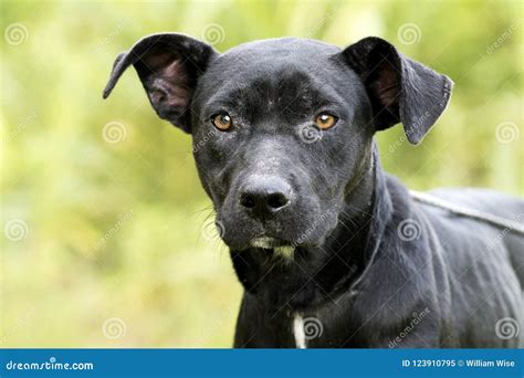 Lab Mix Pitbull Black at Harry Oloughlin blog