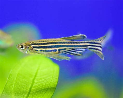 Zebra Danio School