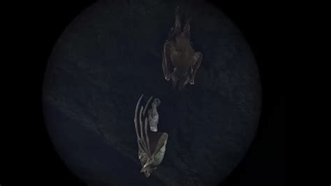 Desmodus Taming Guide 的图像结果