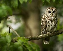 Image result for Cute Owl Clip Art