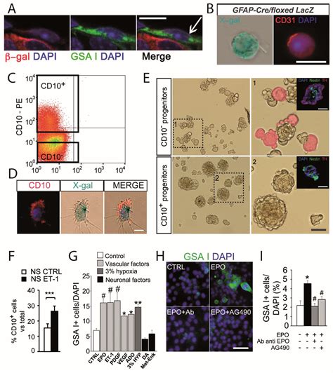 Neurotransmitter Modulation of Carotid Body Germinal Niche