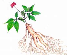 Image result for 高丽参 Panax ginseng
