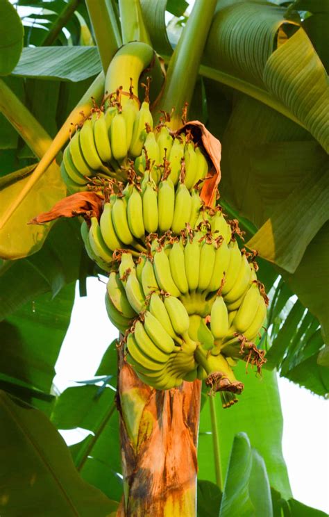Banana Plant Upsc at Abigail Lester blog