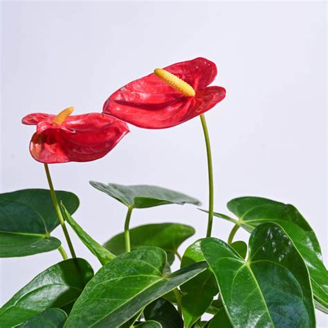 Buy Anthurium Plants Online In India | Safe Home Delivery – Ugaoo