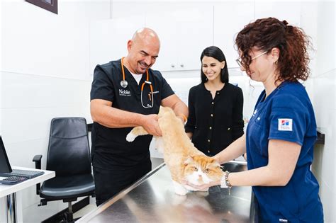 Veterinarians: Meaning, Types, and Specializations