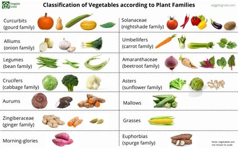 Vegetable Classification 的图像结果