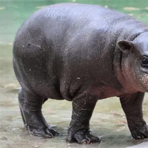 Meet Mars: Baby Pigmy Hippo Goes Viral for Refusing to Get Out of Pool