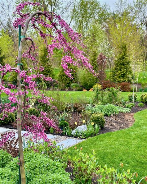 Our Weeping Ruby Falls Redbud is in full bloom! Native to North America ...