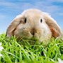 Image result for Spring Desktop Backgrounds with Animals