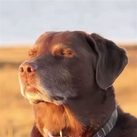 Image result for Question Time Meme