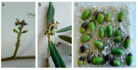 Synthesis and Characterization of Novel Copper Nanoparticles for the ...
