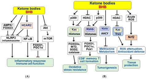 Molecular Mechanisms for Ketone Body Metabolism, Signaling Functions ...