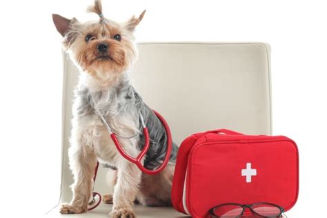 Image result for Basic First Aid for Pets