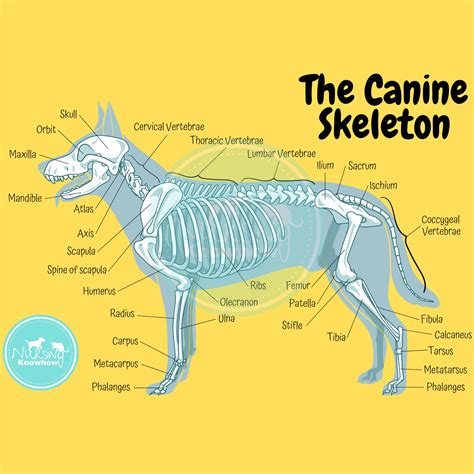 Dog Skeleton Anatomy