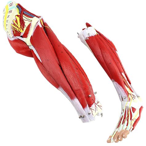 Buy IVQAPP Human Lower Limb Anatomy Model - Life Size Muscle Leg ...