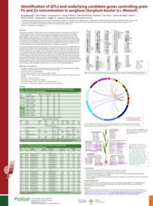 Identification of QTLs and Underlying Candidate Genes Controlling Grain ...