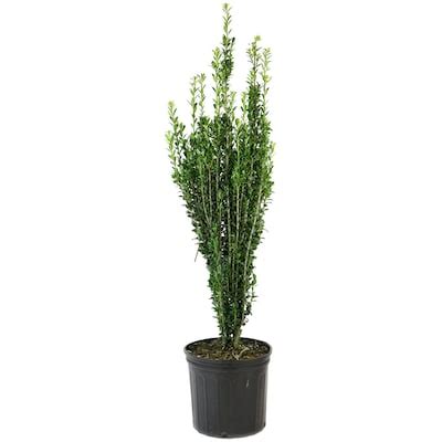 Sky Pencil Holly Green Shrubs at Lowes.com