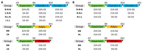 Hypoxia Modulates Regenerative Potential of Fetal Stem Cells