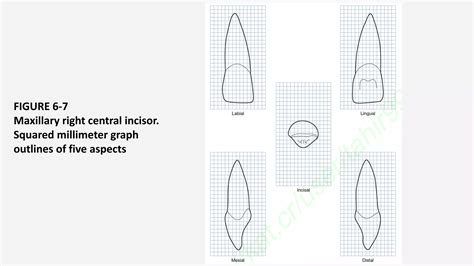 Morphology of Permanent Maxillary Central Incisor- Dr. Saba Arshad.pptx