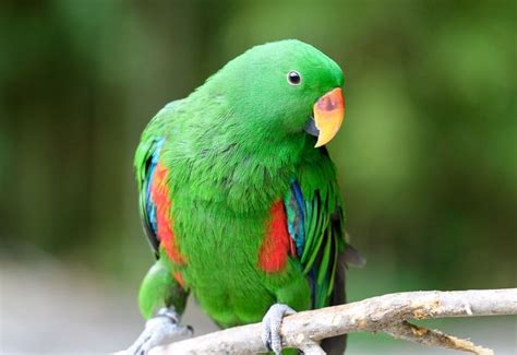 Image result for Parrot Search Algorithm