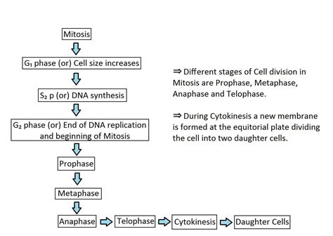 Make a flow chart to show the cell cycle and explain cell division ...