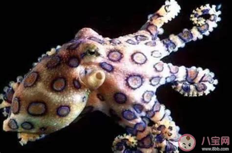 蓝环斑章鱼,侧面像,软体动物,平视角,水下,生物学,触须,大特写,自然界的状态,吸盘摄影素材,汇图网www.huitu.com