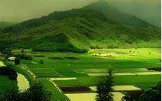 Nature Wallpaper Green by Wallpapers Green Nature Wallpapers Nature Wallpaper Green
