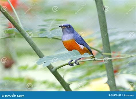 Orange-bellied Flowerpecker Dicaeum Trigonostigma Male Birds of ...