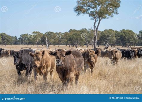 Stud Angus, Wagyu, Speckle Park, Murray Grey, Dairy and Beef Cows ...