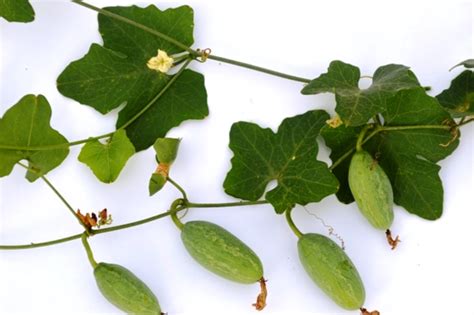 Melghat Plant Data Bank - Record