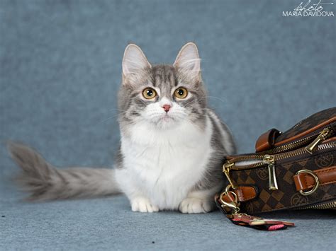 How Much Do Munchkin Cats Cost? Factors to Consider | Champion ...