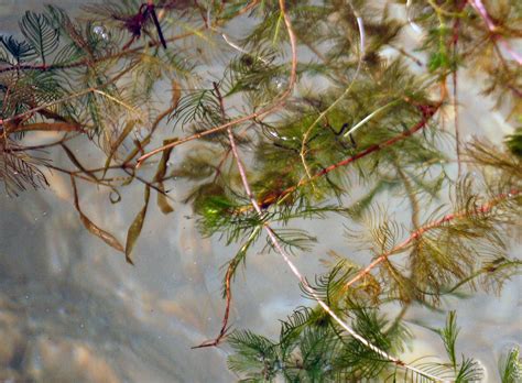 Identifying Relationships between Invasive Species and Species of Greatest Conservation Need in ... - species of greatest conservation need