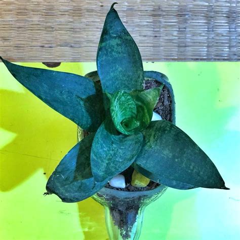 OLD MONK PLANTER -DWARF SANSEVIERIA – Buy Eco Friendly Products ...