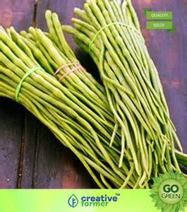 creative farmer Vegetable Seeds Mongra Seeds Pods Seeds - Singra ...