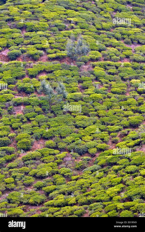 Sri Lanka Agriculture 的图像结果
