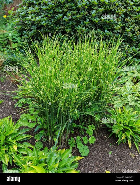 Miscanthus sinesis gold bar hi-res stock photography and images - Alamy