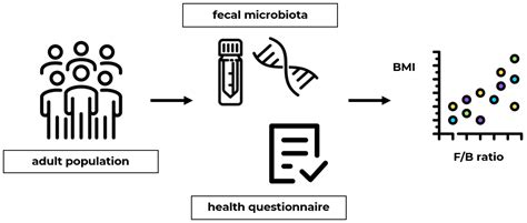 The Association between the Firmicutes/Bacteroidetes Ratio and Body ...