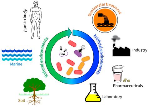 Bacteriophages in Natural and Artificial Environments