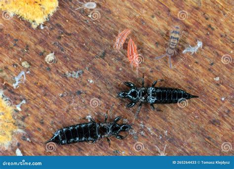 Image result for Yellow Spring Tails