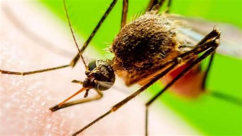 Japanese Encephalitis cases surge in Assam: One dead, several infected ...